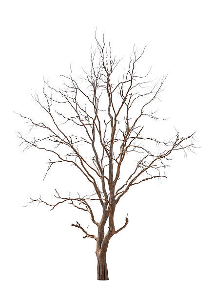 Levně Plakát, Obraz - Old and dead tree, iJacky, 30 × 40 cm