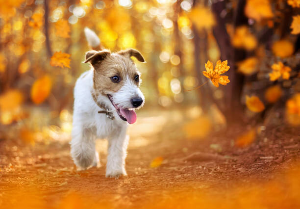 Levně Plakát, Obraz - Happy pet dog puppy walking in the forest, autumn concept, Wavetop, 40 × 26.7 cm