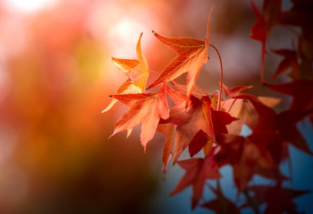 Levně Plakát, Obraz - Afternoon Sycamore Leaves, Kirby Russell, 40 × 26.7 cm