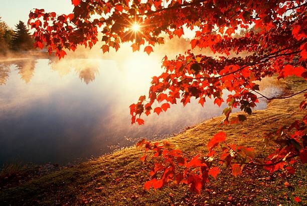 Levně Plakát, Obraz - Misty pond with autumn leaves in Connecticut, VisionsofAmerica/Joe Sohm, 40 × 26.7 cm