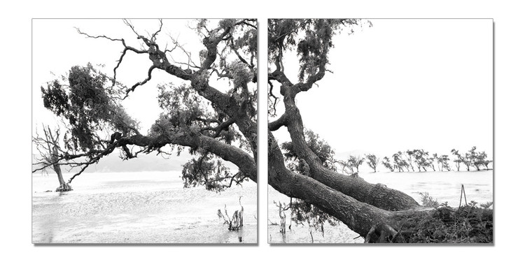 Obraz Praying Tree (B&W)