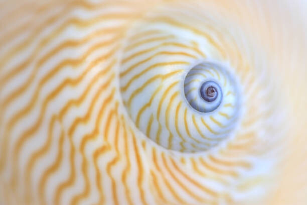 Levně Plakát, Obraz - Natica Lineata or moon snail macro, Zen Rial, 40 × 26.7 cm