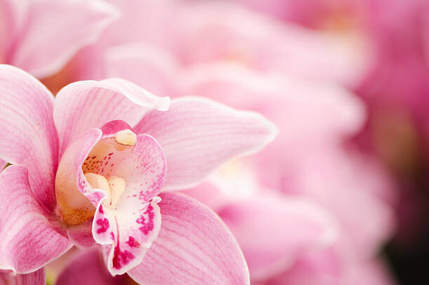 Fotografie Pink blooming Cymbidium orchids, OGphoto, 40 × 26.7 cm