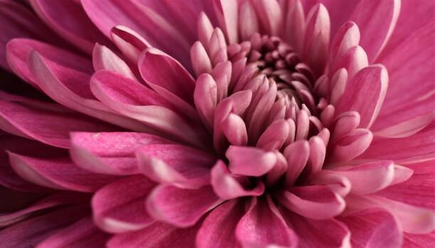 Levně Plakát, Obraz - Close-up of pink dahlia,Portland,Oregon,United States,USA, Luann P. / 500px, 40 × 22.2 cm