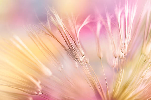 Levně Plakát, Obraz - Dandelion seed, Jasmina007, 40 × 26.7 cm