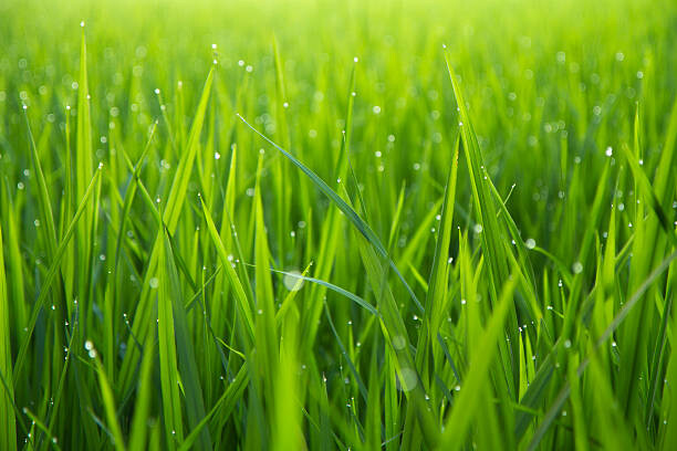 Levně Plakát, Obraz - Morning Dew Drops on Green Leafs, Fentino, 40 × 26.7 cm