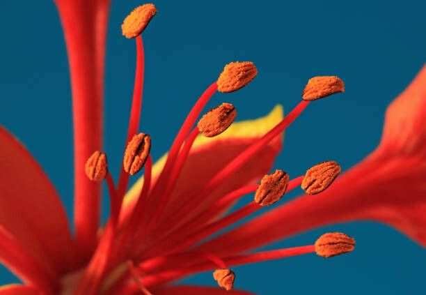 Levně Plakát, Obraz - Close-up of a Royal Poinciana, Zen Rial, 40 × 26.7 cm
