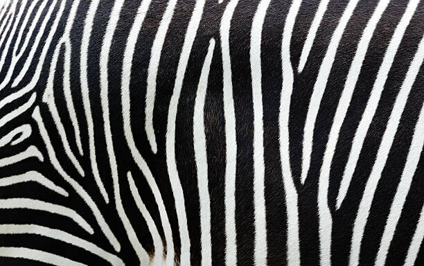 Fotografie Close-up view of zebra stripes, Freder, 40 × 26.7 cm
