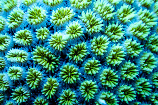 Levně Plakát, Obraz - Full frame shot of blue flowering plants,Maldives, heath friedlander / 500px, 40 × 26.7 cm
