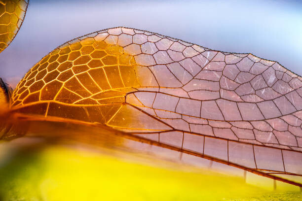 Levně Plakát, Obraz - Macro photos of Dragon fly Wings, gulfu photography, 40 × 26.7 cm