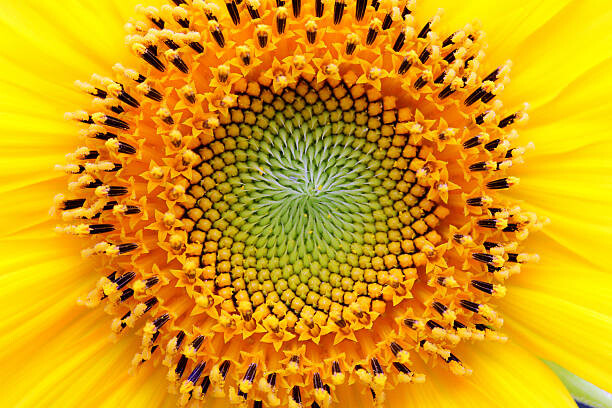 Levně Plakát, Obraz - Mathematical center of a sunflower, UrsaHoogle, 40 × 26.7 cm