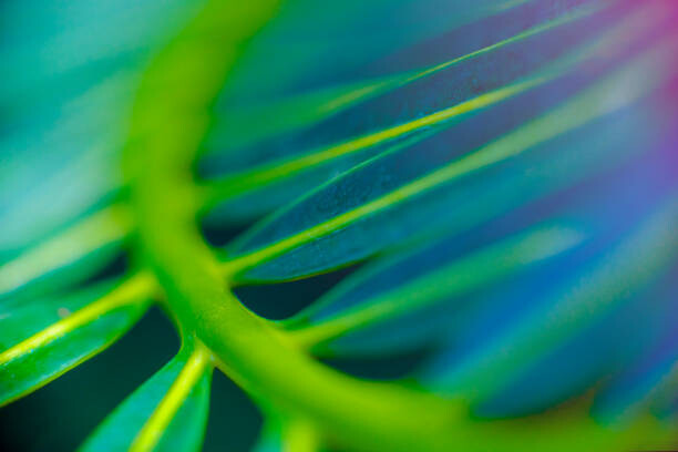 Fotografie Abstract Beautiful tropical green foliage focuses, Surasak Suwanmake, 40 × 26.7 cm