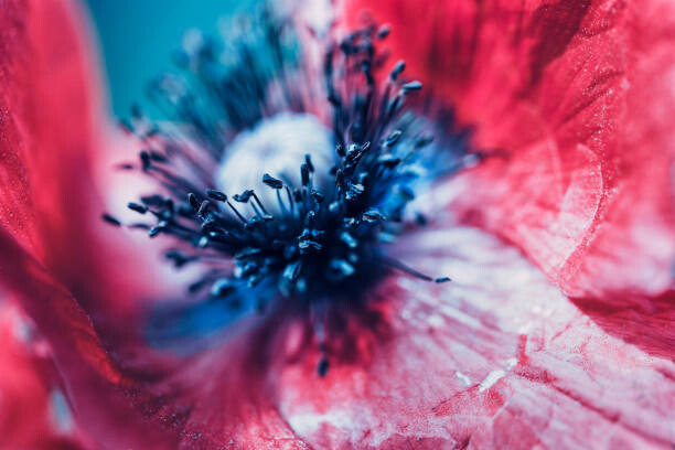 Levně Plakát, Obraz - Extreme macro of a red poppy flower, oxygen, 40 × 26.7 cm