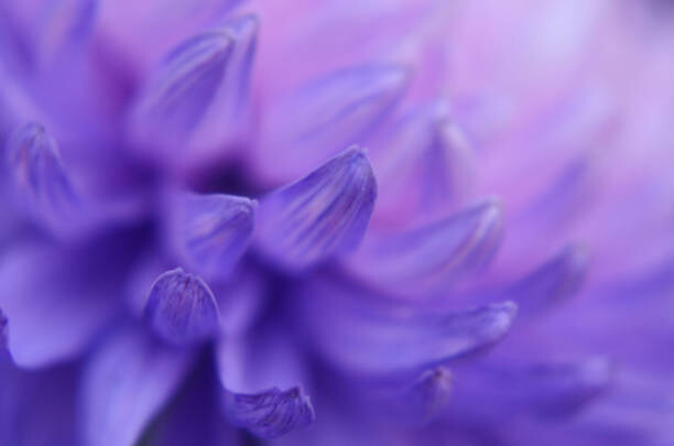 Levně Plakát, Obraz - Chrysanthemum Petals Purple Blue Pink Gradient, Anna Bliokh, 40 × 26.7 cm