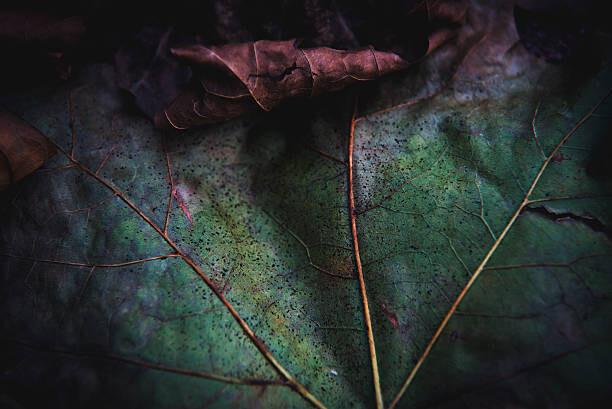 Levně Plakát, Obraz - Autumn leafs close up, Pyrosky, 40 × 26.7 cm