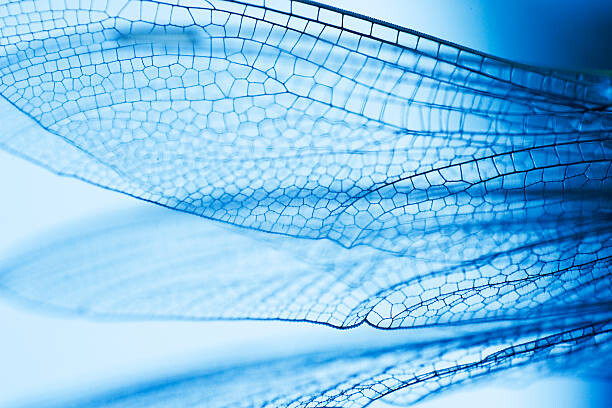 Fotografie Close-up of dragonfly wings, PhotoAlto/Odilon Dimier, 40 × 26.7 cm