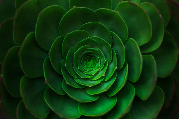 Levně Plakát, Obraz - Succulent plant background., Olga Kushner, 40 × 26.7 cm