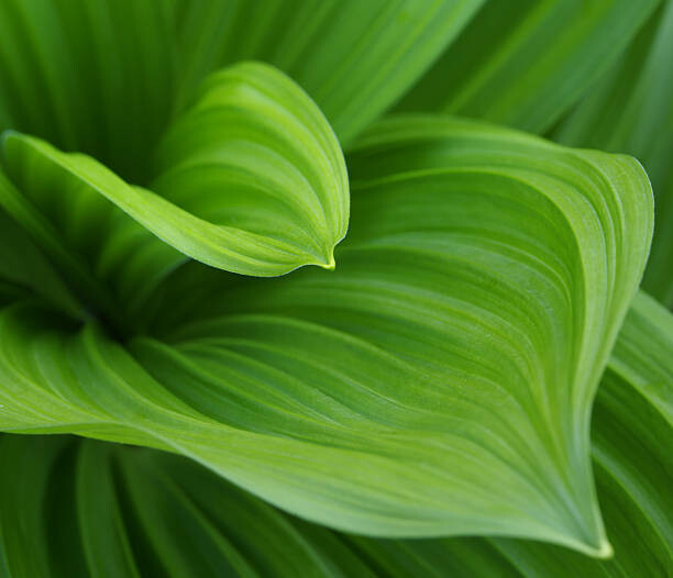 Levně Plakát, Obraz - Closeup image of green leaves growing, Vladimirovic, 40 × 34.4 cm