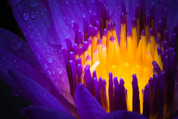 Levně Plakát, Obraz - water lily use night color, XH4D, 40 × 26.7 cm