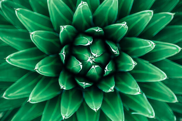 Fotografie Close up view of green cactus leaves, Alexander Spatari, 40 × 26.7 cm