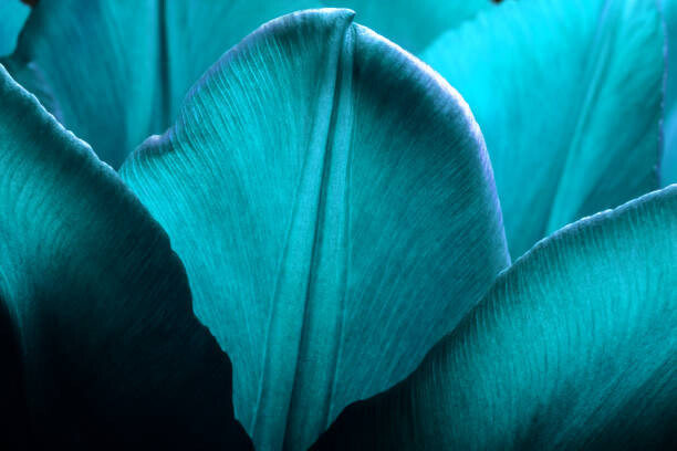Levně Plakát, Obraz - Tulips closeup macro. Petals of smooth, Antonistock, 40 × 26.7 cm