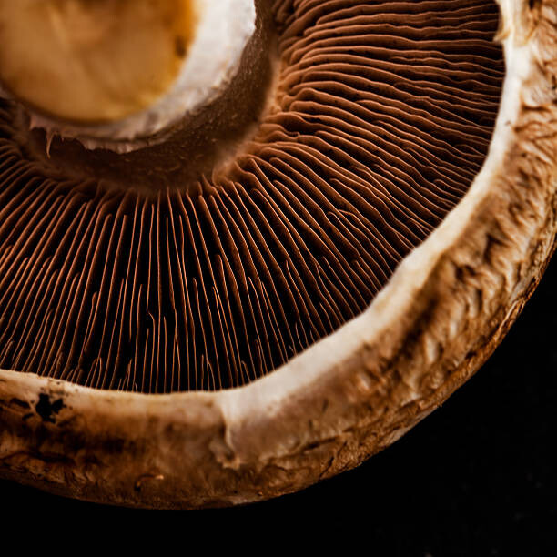 Levně Plakát, Obraz - Mushroom detail, Flavia Morlachetti, 40 × 40 cm