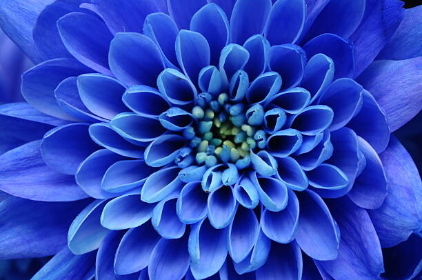 Levně Plakát, Obraz - Close of blue flower, fullempty, 40 × 26.7 cm