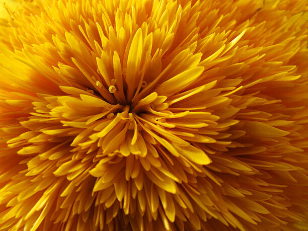 Levně Plakát, Obraz - Dandelion flower head, Ursula Sander, 40 × 30 cm