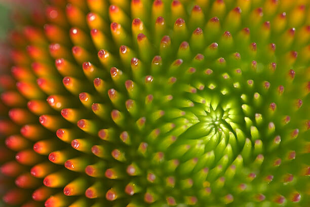 Fotografie Macro Detail of Echinacea flower, John Long, 40 × 26.7 cm