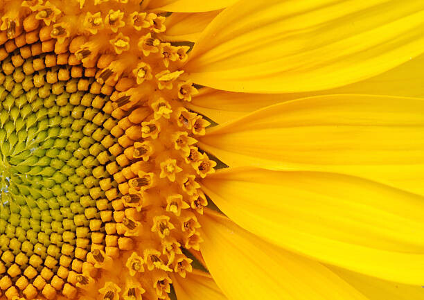 Levně Plakát, Obraz - Closeup of a section of a sunflower, Salma_lx, 40 × 30 cm