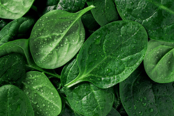 Levně Plakát, Obraz - Macro photography of fresh spinach. Concept, Edalin, 40 × 26.7 cm