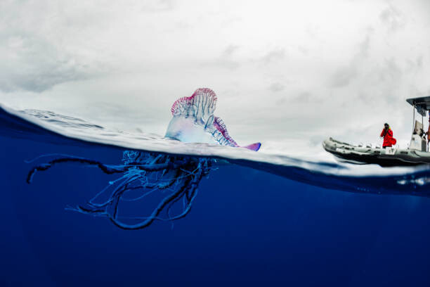 Levně Plakát, Obraz - Portuguese man o war floating on, by wildestanimal, 40 × 26.7 cm