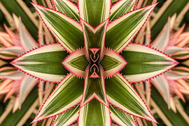 Ilustrace Close-up of variegated leaves of an, Harry Hull III, 40 × 26.7 cm