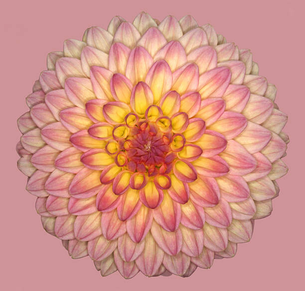 Ilustrace Wootton phoebe, brianhaslam, 40 × 40 cm