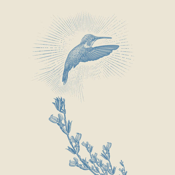 Levně Plakát, Obraz - Ruby Throated Hummingbird and Purple Salvia, GeorgePeters, 40 × 40 cm