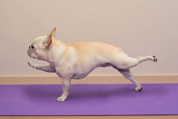Fotografie French Bulldog in Yoga Pose -, BenGrantham, 40 × 26.7 cm