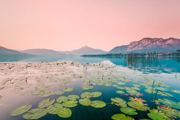 Levně Plakát, Obraz - Austria, Lake Mondsee, Water Lilies in the morning, Westend61, 40 × 26.7 cm