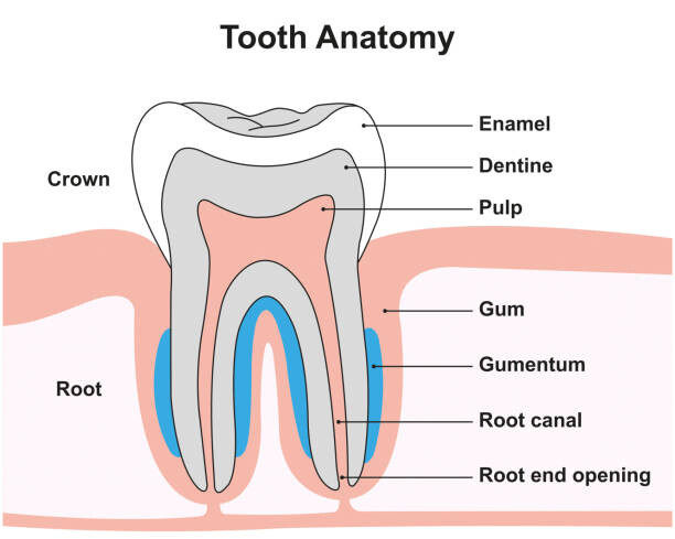 Levně Plakát, Obraz - Tooth anatomy, illustration, ALI DAMOUH/SCIENCE PHOTO LIBRARY, 40 × 30 cm