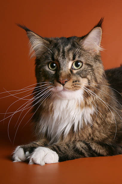 Levně Plakát, Obraz - Beige and brown maine coon cat, jehandmade, 26.7 × 40 cm