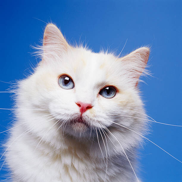 Levně Plakát, Obraz - Head of White Cat, GK Hart/Vikki Hart, 40 × 40 cm