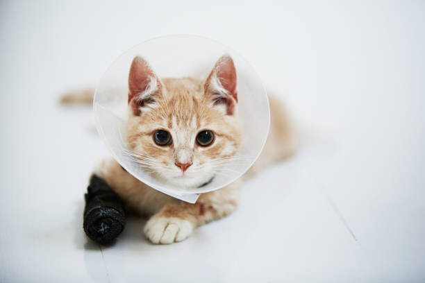 Levně Plakát, Obraz - Cat wearing medical cone collar, Johner Images, 40 × 26.7 cm