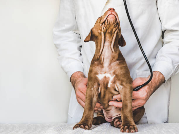 Fotografie Lovable, pretty puppy of chocolate color. Close-up, Sviatlana Barchan, 40 × 30 cm