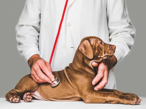 Fotografie Lovable, pretty puppy of chocolate color. Close-up, Sviatlana Barchan, 40 × 30 cm