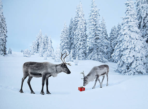 Levně Plakát, Obraz - Mother reindeer with her baby and a xmas gift, Per Breiehagen, 40 × 30 cm