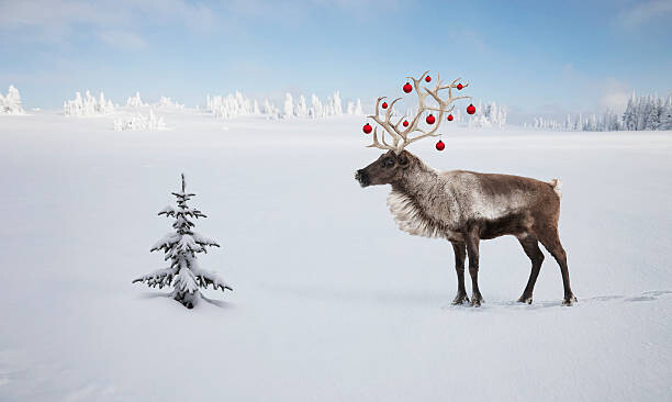Levně Plakát, Obraz - a reindeer with ornaments in his antlers by tree, Per Breiehagen, 40 × 23.9 cm