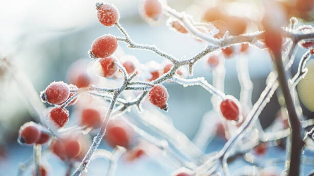 Plakát, Obraz - Frozen Dog rose on a cold dark winter day, Rike_, 40 × 22.2 cm