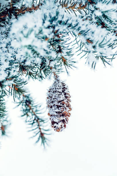 Plakát, Obraz - Snow covered Frosty Ice Close-up Pine, oxygen, 26.7 × 40 cm