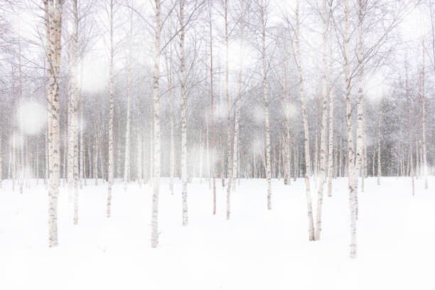 Levně Plakát, Obraz - White snowflakes falling over birch tree, Roberto Moiola / Sysaworld, 40 × 26.7 cm