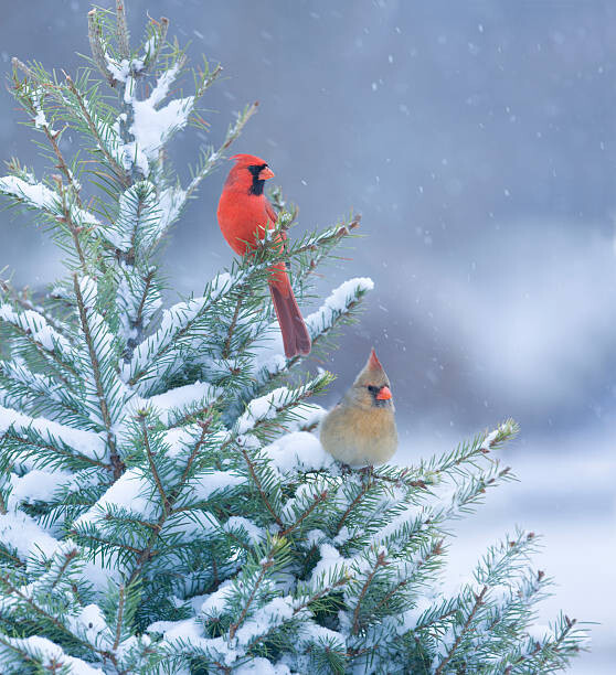 Ilustrace Northern Cardinals perched in a snow, stanley45, 40 × 40 cm