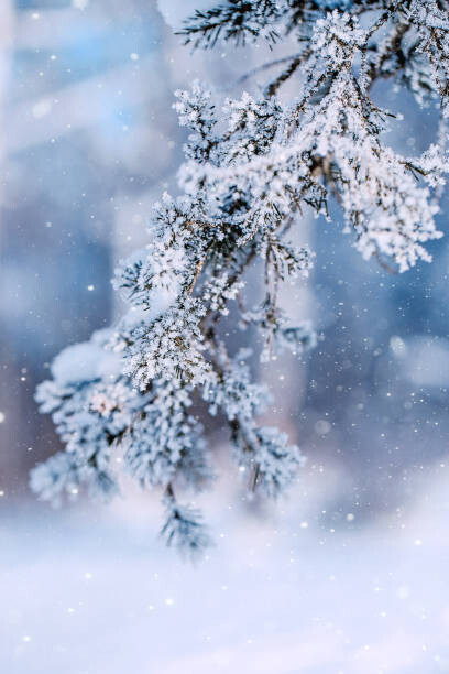 Levně Plakát, Obraz - Christmas Tree Branches on Frost Forest, oxygen, 26.7 × 40 cm